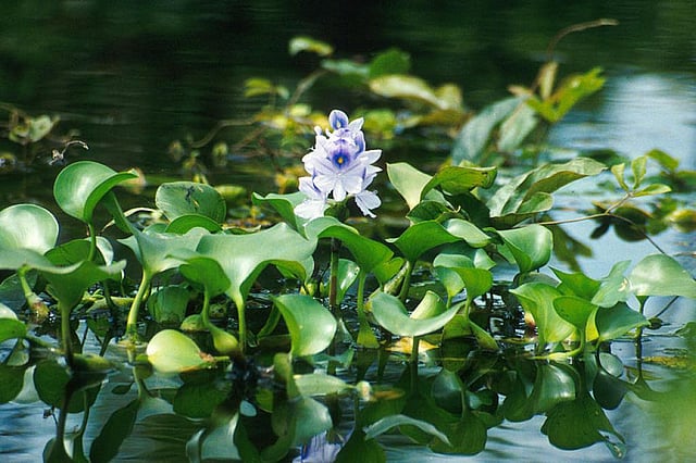 Hyacinth can help remove toxic chromium from polluted water