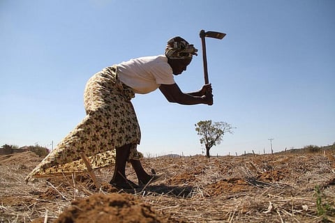 Conservation agriculture enhances soil health, improves productive capacity and conserves water
Credit: FAO Emergencies