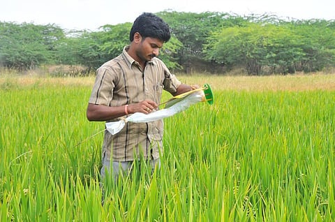 Researchers believe that accumulated amounts of pesticides may induce oxidative stress in the kidneys (Credit: Meeta Ahlawat/CSE)