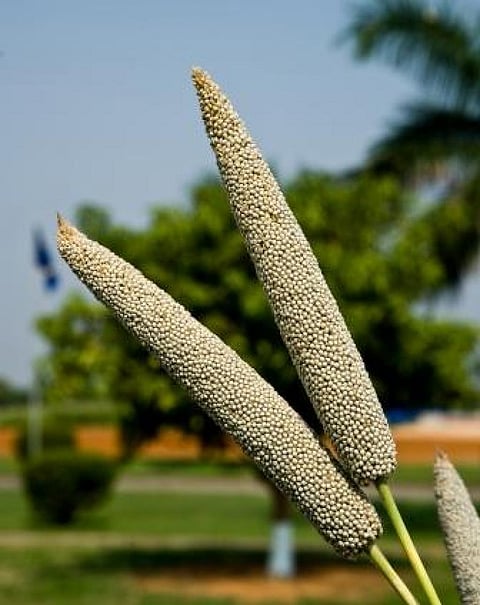 Pearl millet is a nutritious dryland cereal, rich in protein, fibre and essential micronutrients like iron, zinc and folate
Credit: ICRISAT