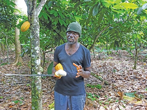 Cocoa farmer Tafo-Nobi says he will have to look for other sources of income if the government does not hike the procurement price  (Photo: Kundan Pandey)