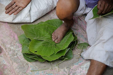 In Odisha, 1.5 million people earn their livelihood by collecting Sal leaves
