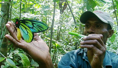 In the Northern Province of Papua New Guinea, the density of Queen Alexandra's Birdwing has shrunk to only 10 per sq km. Credit: Angelus Palik / SBBT
