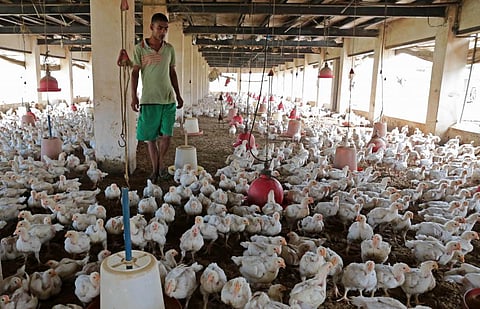 Antibiotics increase the size and weight of poultry animals but the practice is contributes to building drug resistance (Credit: Vikas Choudhary/CSE)