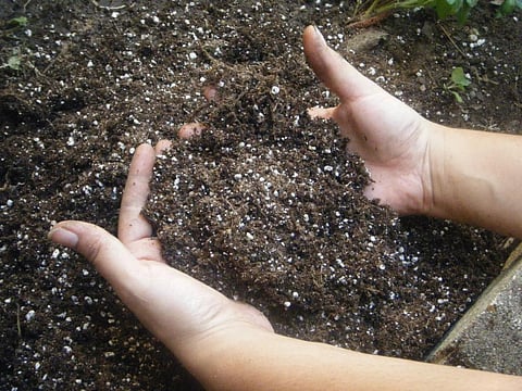 Salmonella bacteria from manure continues to persist in the environment for long. Credit: Wikimedia Commons