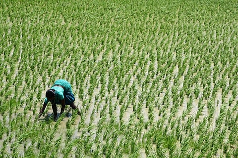 Despite our decreasing economic dependence on agriculture, the sector is a source of sustenance for millions (Credit: iStock) 