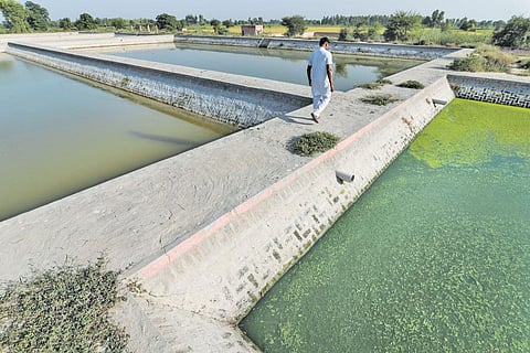 A  working Waste Stabalisation Pond in Badal Village, Muktsar. It is treating  sewerage coming out of two village panchayats (Photo: Vikas Choudhary)