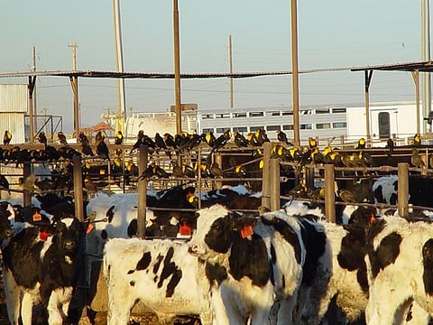 Restricting antibiotic use in food-producing animals can reduce antibiotic-resistant bacteria in these animals by up to 39 per cent. Credit: Wikimedia Commons
