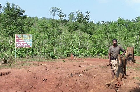 In February, forest officials planted 60,000 teak saplings on a 300-ha forestland that is being considered for community rights under the Forest Rights Act, 2006, in Odisha's Pidikia village (Source: Laxmidhara Murmu)