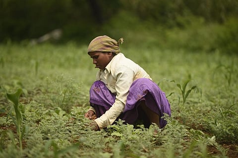 The timescale of wet and dry spells during monsoon is the most important consideration for farmers who rely on rainfed agriculture
Credit: Adithyan PC