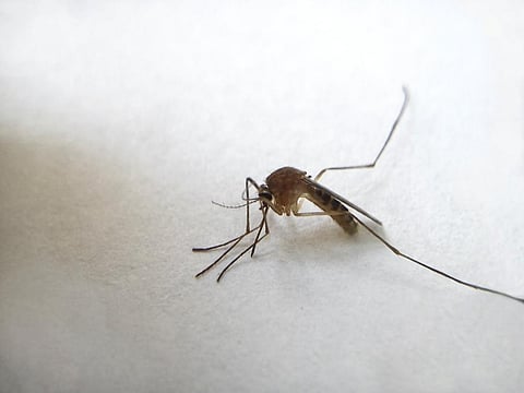 15 countries, including India, accounted for 80% of global malaria deaths in 2016. Credit: ThinkStock