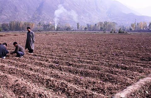 Due to insufficient rainfall, the state has seen the lowest saffron productivity in the last 50 years. Credit: Nishant Zende
