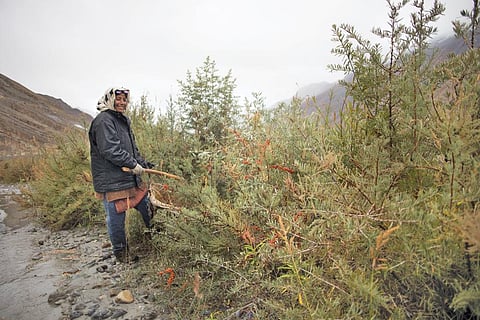 The seabuckthorn shrub grows along the Spiti river. The bright orange berries are harvested in August and September. The berries are batted down from the hardy shrubs by a woman from Rangrik village (Photographs: Srikant Chaudhary)