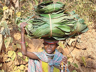 The income of tribal communities of Kalahandhi district, Odisha, increased three-fold once their right to sell tendu leaves to traders of their choice
was recognised under the Forest Rights Act  (Photo: Vikas Choudhary)