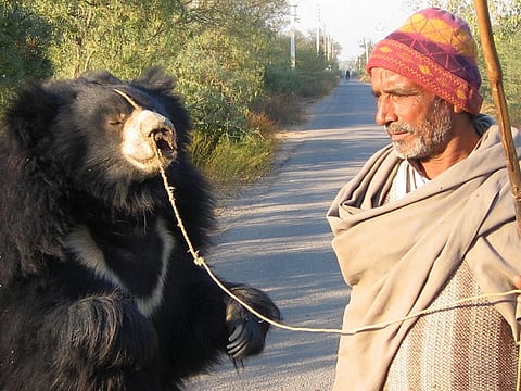 While the use of bears in the entertainment industry continues in Pakistan, it has been discontinued in Greece, Turkey and India. Credit: Wikimedia Commons 