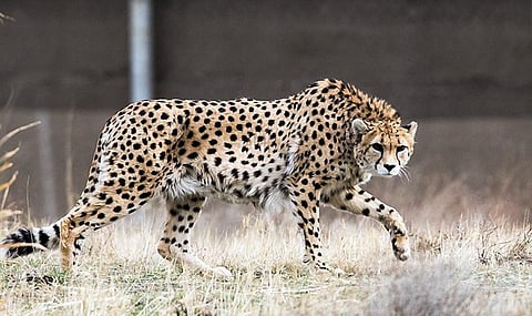 Asiatic cheetah population, which solely exists in Iran, has reduced by 98 per cent of the historical range. Credit: Wikimedia Commons