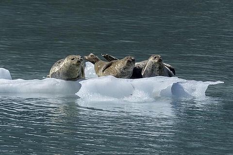 Arctic environmental system has reached a 'new normal' characterised by long-term losses in the extent and thickness of sea ice cover. Credit: Pexels
