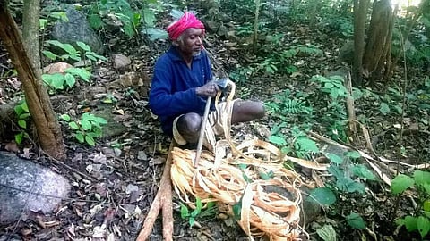 Mankidia tribe debarking  Siali fiber in Similipal Tiger Reserve. Credit: Subrat Nayak