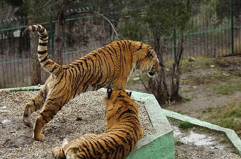 Last year, concern was raised over poaching of tigers in Corbett Tiger Reserve. Credit: Amur Tiger Programme