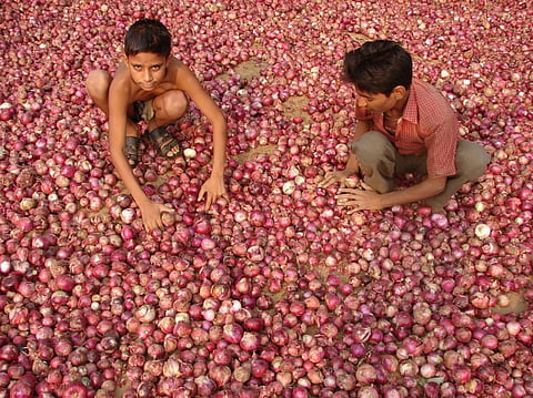 The biggest challenge that haunts horticulture  farmers is the sale and post-harvest loss. Credit: Kumar Sambhav Shrivastava / CSE