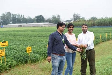 The oleic-rich groundnut varieties are expected to improve the income of smallholder groundnut farmers
Credit: Adithyan PC