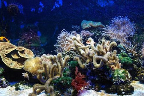 Globally, more than 275 million people live within 30 km of coral reefs, relying on them for food, coastal protection, tourism income and cultural value. 