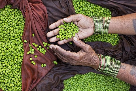 Funds will be given as grant-in-aid for setting up mega food parks, development of infrastructure for agro-processing clusters and integrated cold chain. Credit: Wikimedia Commons
