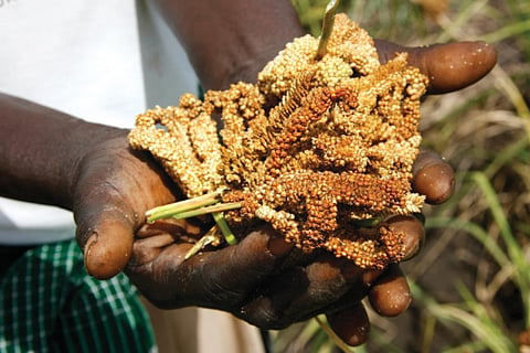 Is the government marketing millets right?
