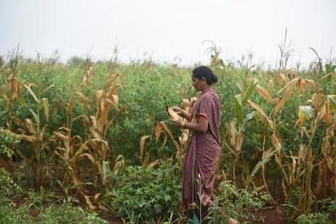 Family farms maintain bio-diversity and hold the key to ending rural poverty cycles
Credit: Adithyan PC/CSE