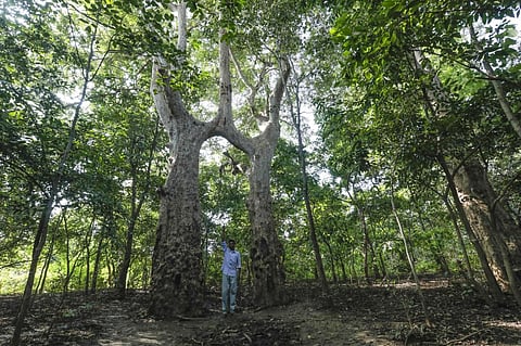 Biodiversity governance: A mix of knowledge and forest management for benefit sharing   