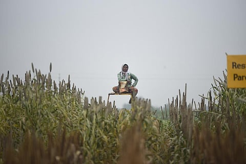 The Comprehensive Revival of Millets, an Andhra Pradesh agriculture department initiative, aims to revive millet cultivation under rainfed farming systems 
Credit: Adithyan PC/CSE