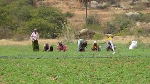 Multicropping or polycropping has a number of benefits and is aimed at drought-proofing dryland agriculture that entirely depends on rainfall
Credit: Ati Anirudh