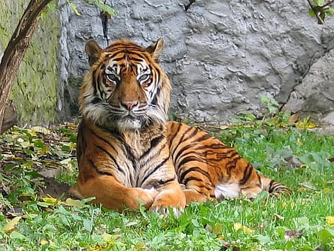 A Sumatran Tiger, the smallest tiger species found on the Indonesian island of Sumatra  Credit: Wikimedia