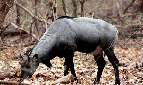 A blue bull Credit: Flickr