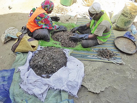 The ªWaste Segregation for Clean Zanzibarº pilot project aims to achieve 100 per cent source segregation of waste like these workers are doing  (Photographs: Sonia Henam)