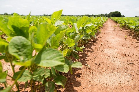 The GM crops are not considered safe to grow because of gene manipulation. Credit: United Soybean Board / Flickr