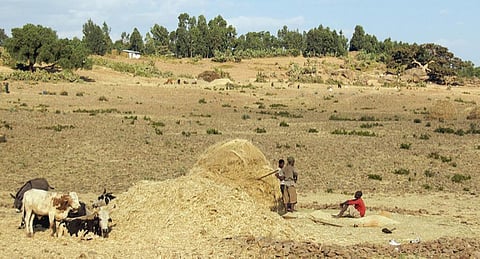 Africa has the largest opportunity for massive forest and landscape restoration than any other continent in the world. Credit: A.Davey/Flickr