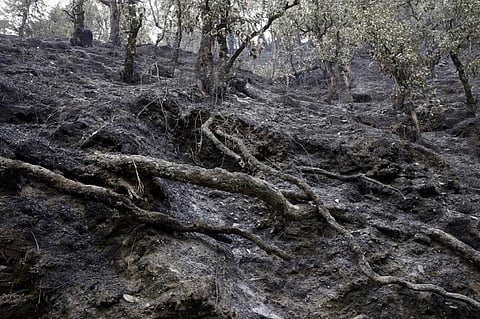 In India, as many as 35,888 forest fires took place in 2017. Credit: Vikas Choudhary/DTE