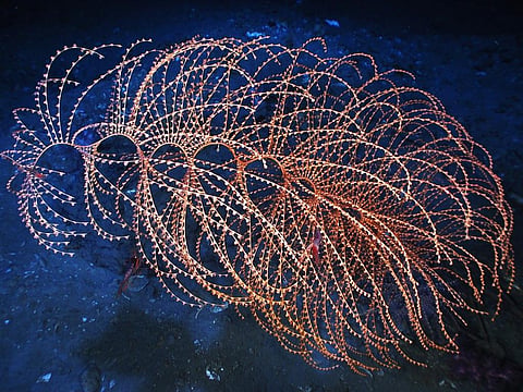 (Picture for representation only).The researchers found the sea sponge growth in coral colonies at one meter depth during a routine underwater coral monitoring survey in September 2015. Credit: NOAA Photo Library