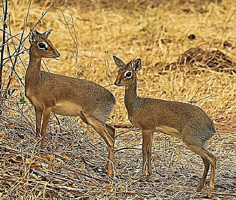 In the Randilen Wildlife Management Area. higher densities of giraffes and dik-diks were found. Author supplied