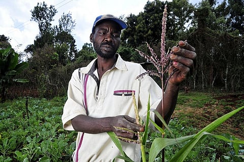 By 2100, climate change would cause significant reduction in plant species and lake productivity will go down by 20-30 per cent, says the report. Credit: CIAT/Flickr