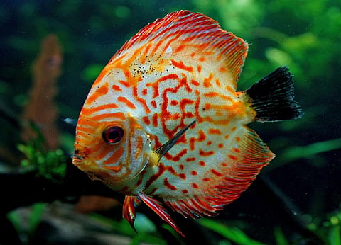 By 2050, the Asia-Pacific region may not have any fishes left. Credit: Bernard Spragg. NZ/Flickr