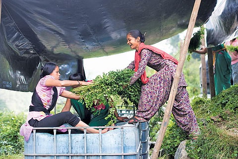 Women loading indigo leaves on a truck after harvesting them in a village in Pithoragarh district (Courtesy: Avani Society)