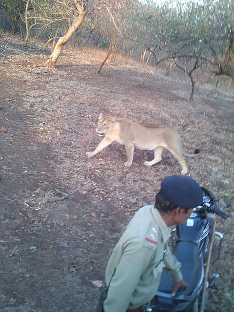 A lioness crosses paths with a forest official in Gir, Gujarat  Credit: Wikimedia Commons
