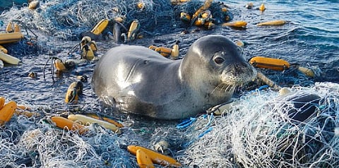 Credit:National Oceanic and Atmospheric Administration