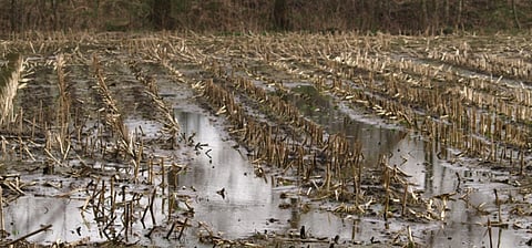 The recent spells of rainfall have severely affected wheat crop, particularly in Rajasthan and Uttar Pradesh where farmers are claiming losses of 20-80 per cent. Credit: PxHere