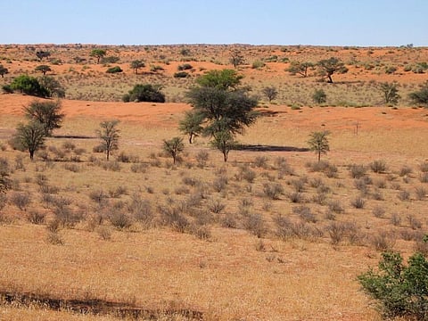 Despite possessing relatively lower carbon content, drylands have lost almost the same amount of carbon as tropical forest. Credit: Wikimedia Commons
