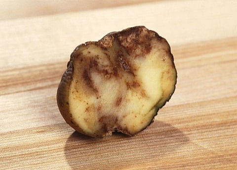 Late blight can destroy a field of potato within 2-3 days and its most devastating impact is known as the Irish potato famine of 1840s. Credit: Wikimedia Commons