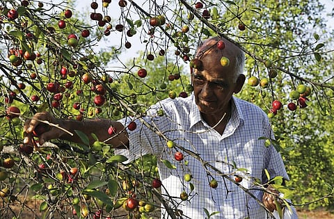A government support system to promote tree-borne oilseeds such as kokum is missing (Photo: Vikas Choudhary)