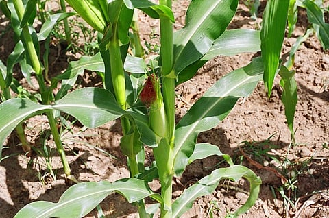 COVID-19: Bihar's standing rabi wheat, maize under lockdown 